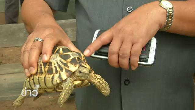 บุกค้นบ้านหนุ่มขอนแก่น โพสต์ขายสัตว์ป่าทางเฟซบุ๊ก ยึดเต่าดาวพม่า หลังเมียนมาประสานไทยเต่าหายจากศูนย์