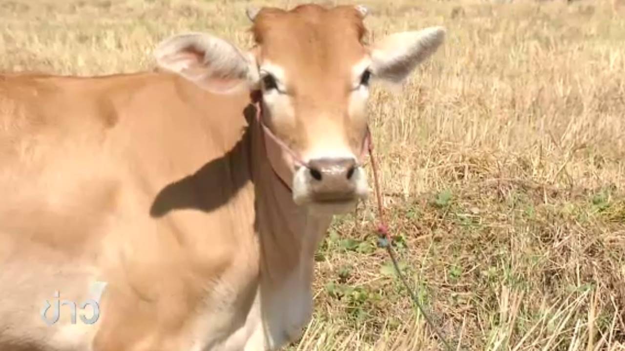 ป.ป.ช.ศรีสะเกษ ตรวจสอบโครงการธนาคารโค-กระบือบ้านสร้างบาก อ.วังหิน