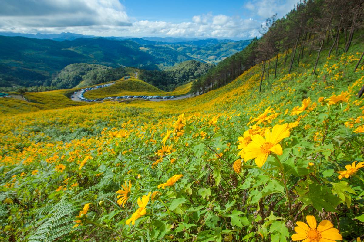 หนาวนี้เที่ยวไหน? ..ชวนไป 5 ทุ่งดอกไม้ 5 ดอยทะเลหมอก