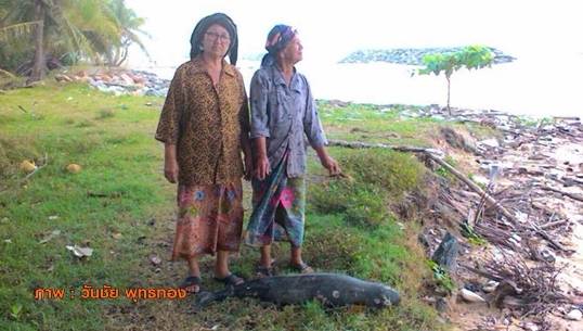 "เต่า-โลมา" ถูกคลื่นซัดมากับขี้น้ำมันติดชายหาดหัวไทร จ.นครศรีธรรมราช