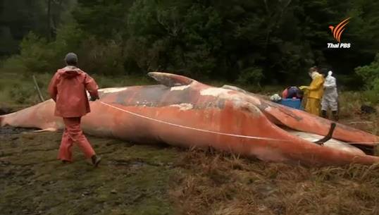 วาฬกว่า 300 ตัวเกยตื้นตายเกลื่อนหาดชิลี จนท.คาดเกิดจากสารพิษปนเปื้อนในทะเล