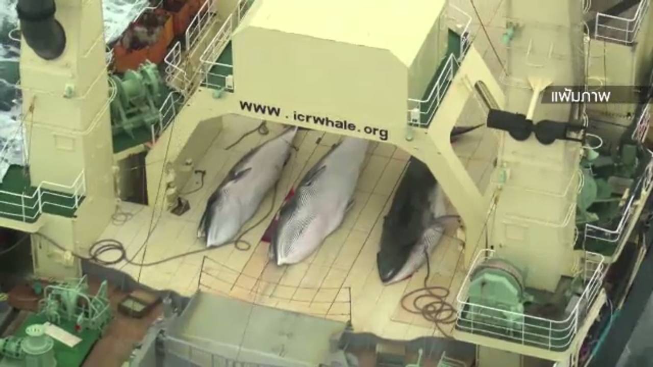 นายกฯออสเตรเลียผิดหวังญี่ปุ่นเริ่มล่าวาฬครั้งใหม่-อ้างทำวิจัยวิทยาศาสตร์