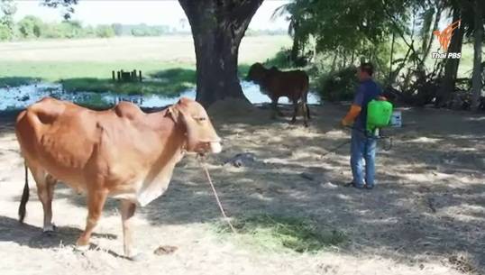 พบโรคระบาดในหมู-วัวที่ อ.ราษีไศล ประกาศเป็นเขตโรคระบาดชั่วคราว