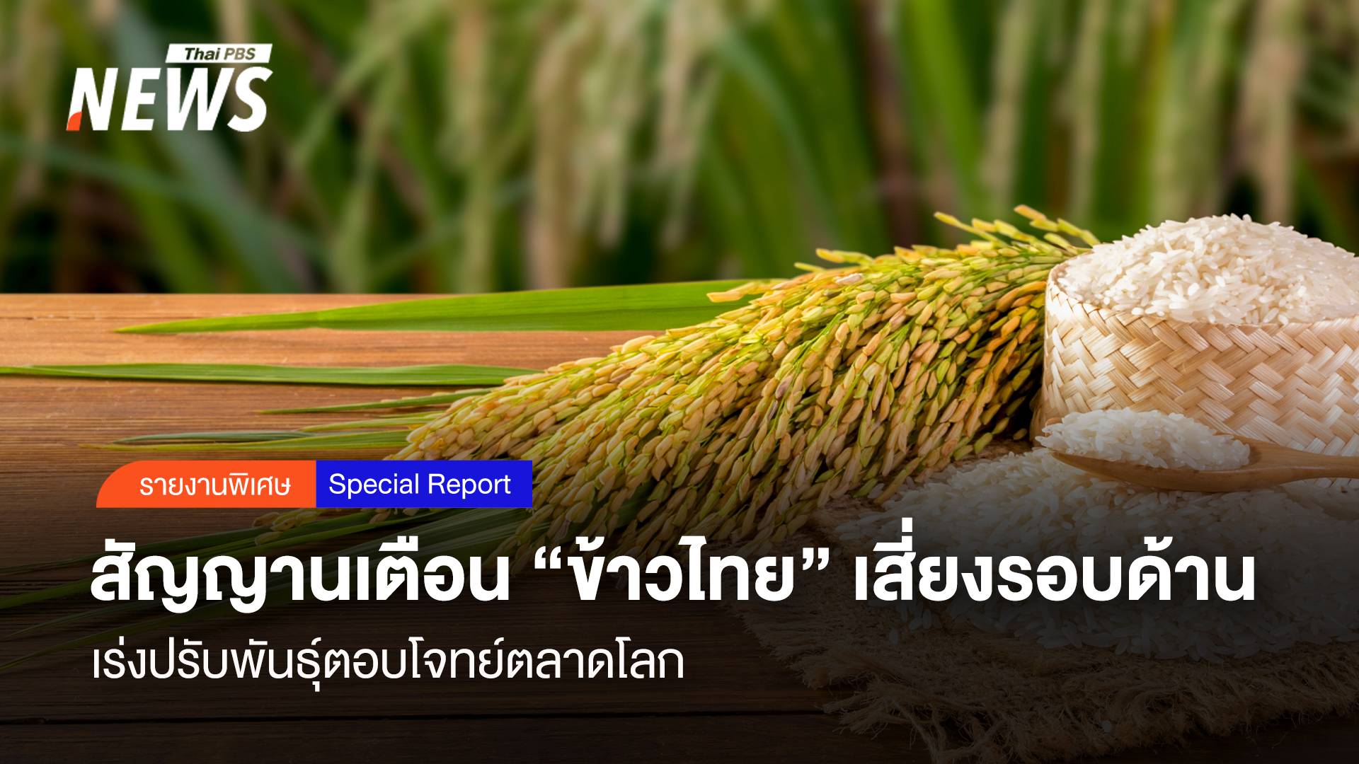 สัญญานเตือน "ข้าวไทย" เสี่ยงรอบด้าน เร่งปรับพันธุ์ตอบโจทย์ตลาดโลก
