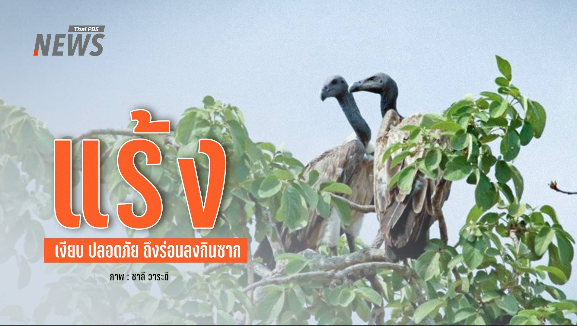 "แร้ง" ต้องเงียบ ปลอดภัย ถึงลงกินซาก ไม่ไกลจากแหล่งอาศัย