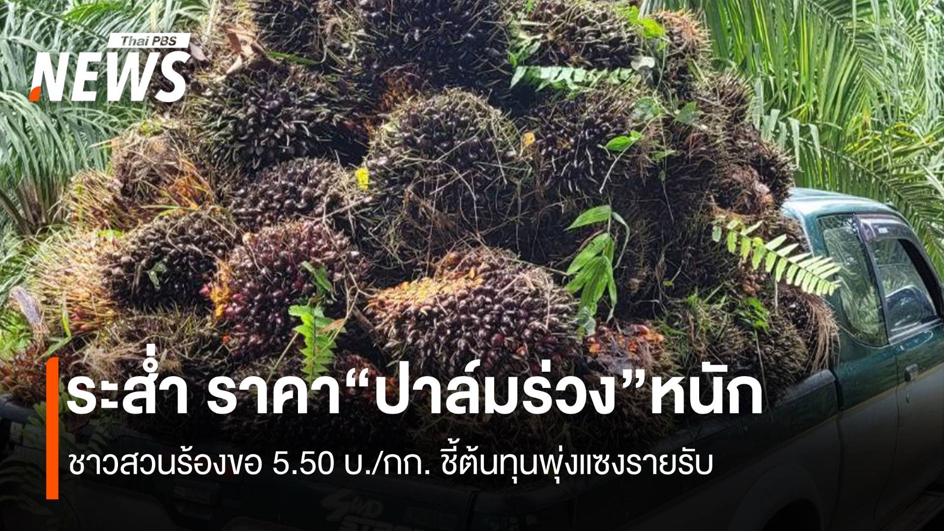 ระส่ำ ราคา“ปาล์มร่วง” ชาวสวนร้องขอ 5.50บ/กก. ชี้ต้นทุนพุ่งแซงรายรับ