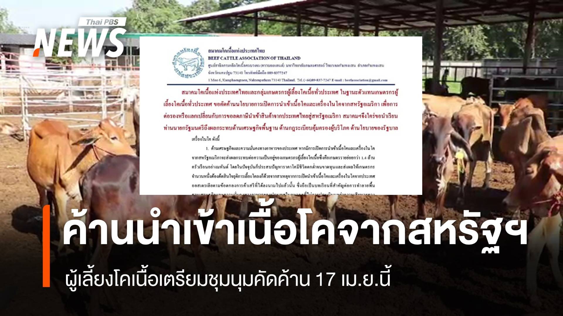 17 เม.ย.นี้ ผู้เลี้ยงโคเนื้อชุมนุมค้านนำเข้า "เนื้อ-เครื่องในโค" จากสหรัฐฯ