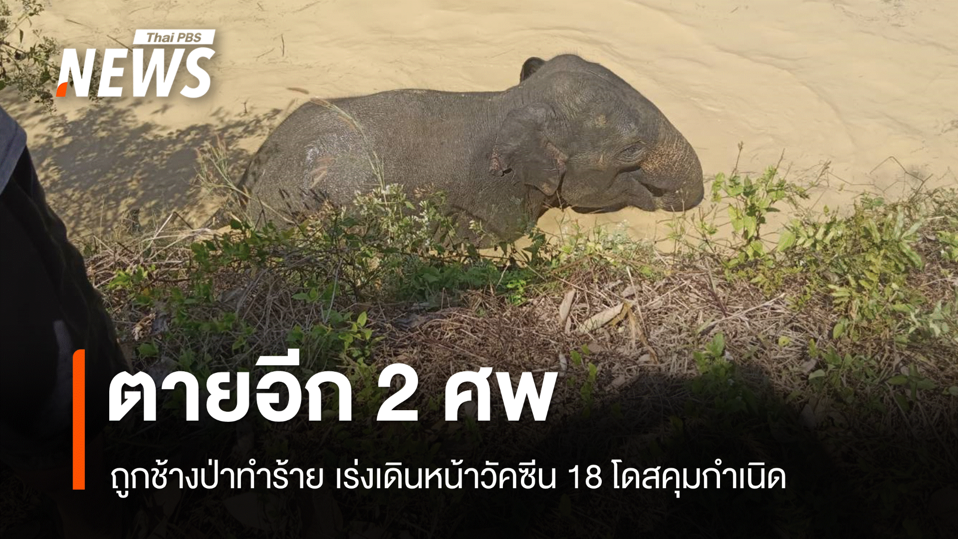 2 วันดับ 2 ศพช้างป่าทำร้ายชาวบ้านตาย-เล็งทดลองวัคซีน 18โดส