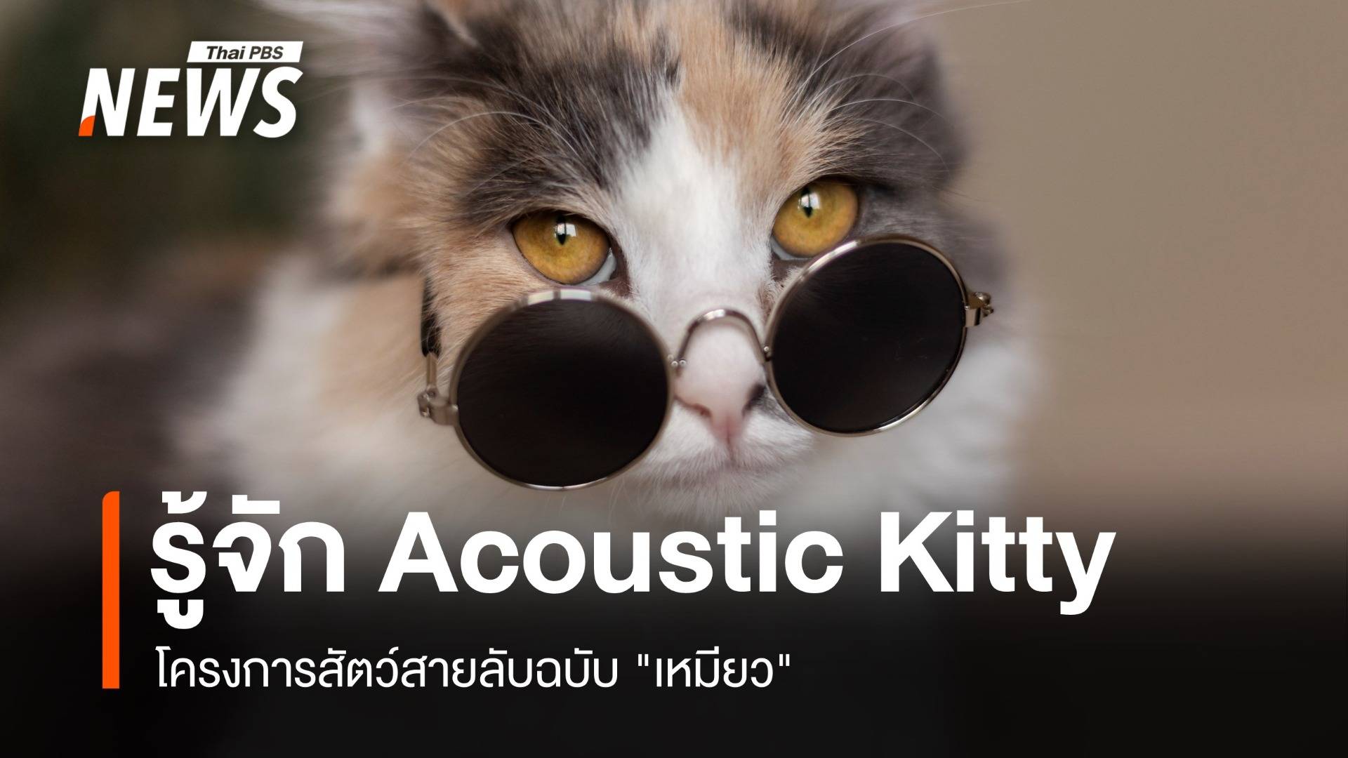 เรารู้อะไรจาก Acoustic Kitty โครงการสัตว์สายลับฉบับ "เหมียว" 