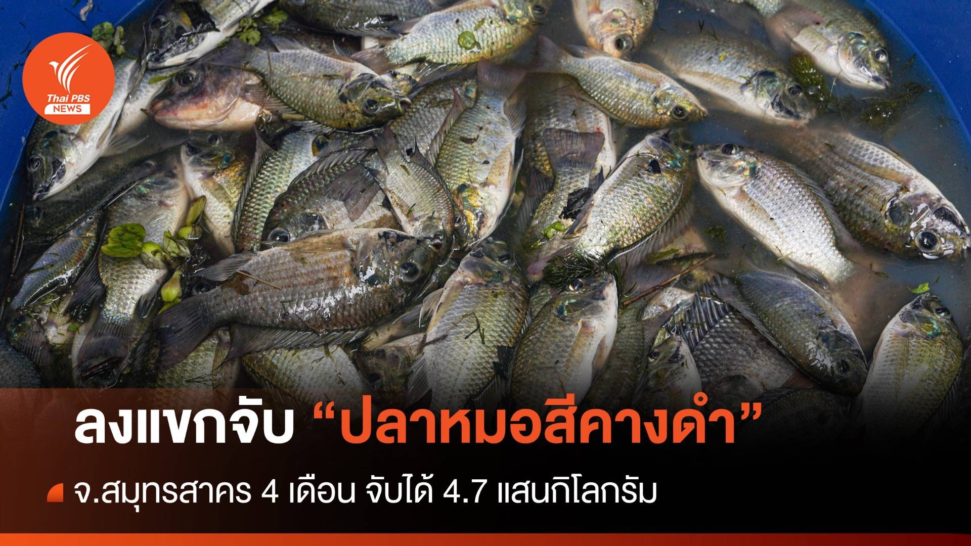 ลงแขกลงคลองจับ "ปลาหมอสีคางดำ" สมุทรสาคร
