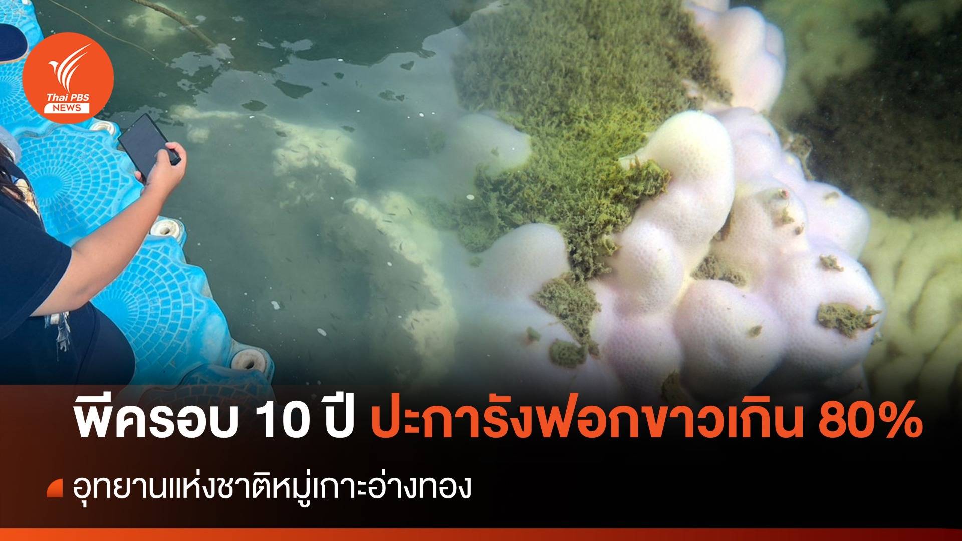 พีคสุดรอบ 10 ปี "ปะการังหมู่เกาะอ่างทอง" ฟอกขาวเกิน 80%