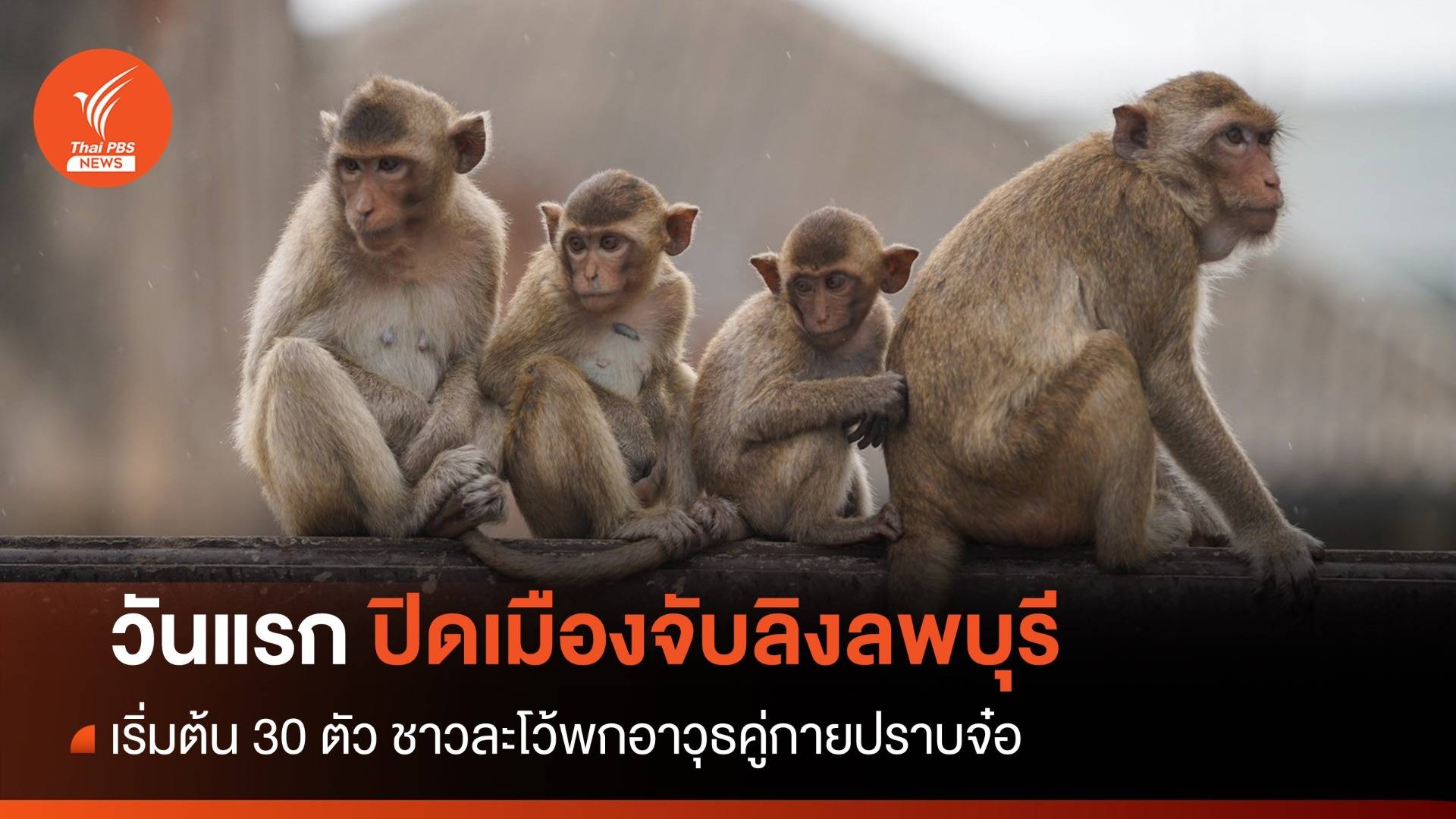 วันแรก! ปิดเมืองจับลิงลพบุรีได้ 30 ตัว เปิดอาวุธคู่กายปราบจ๋อ