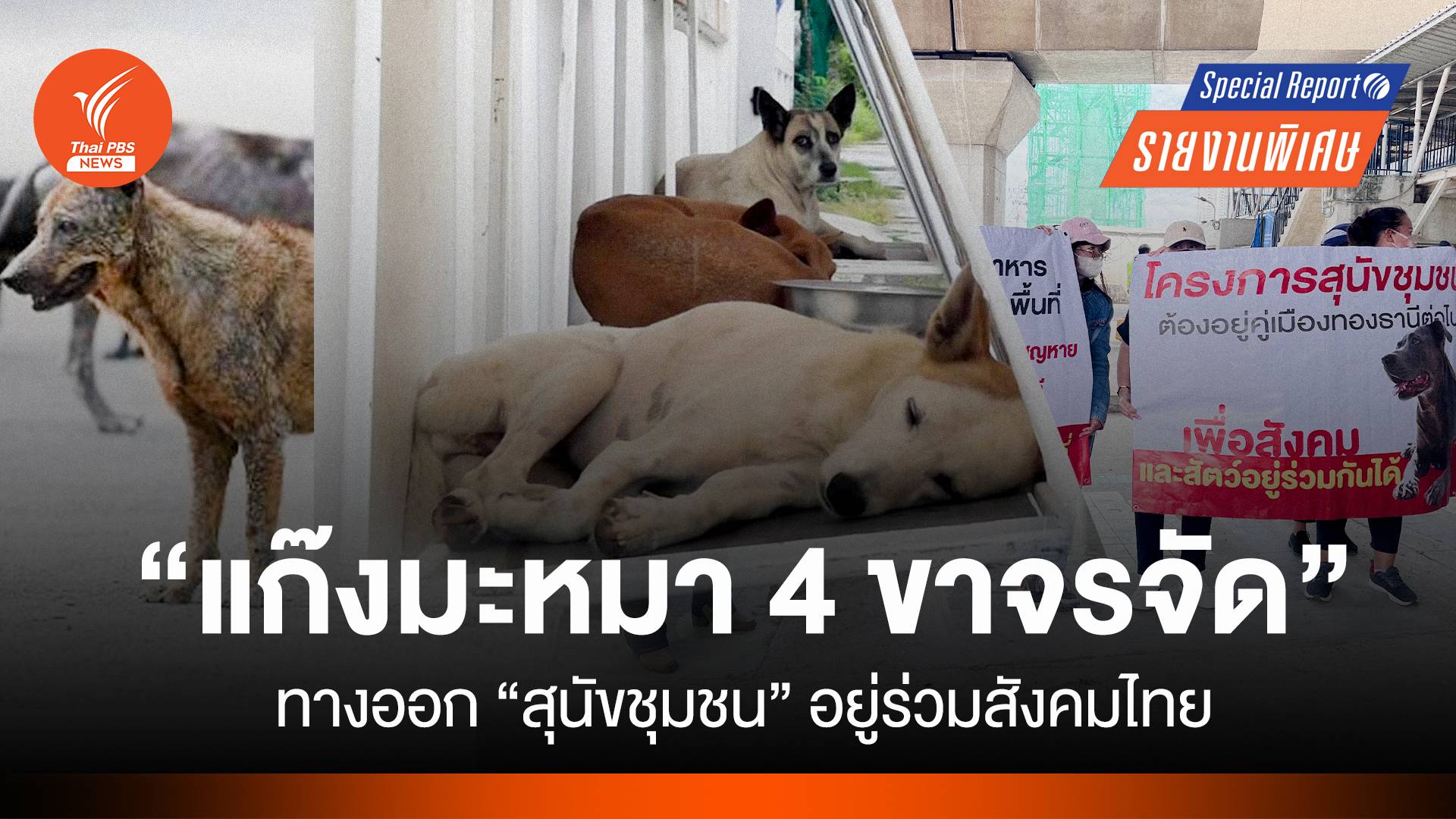 "สุนัขชุมชน" ทางออก "แก๊งมะหมา 4 ขาจรจัด" อยู่ร่วมสังคมไทย