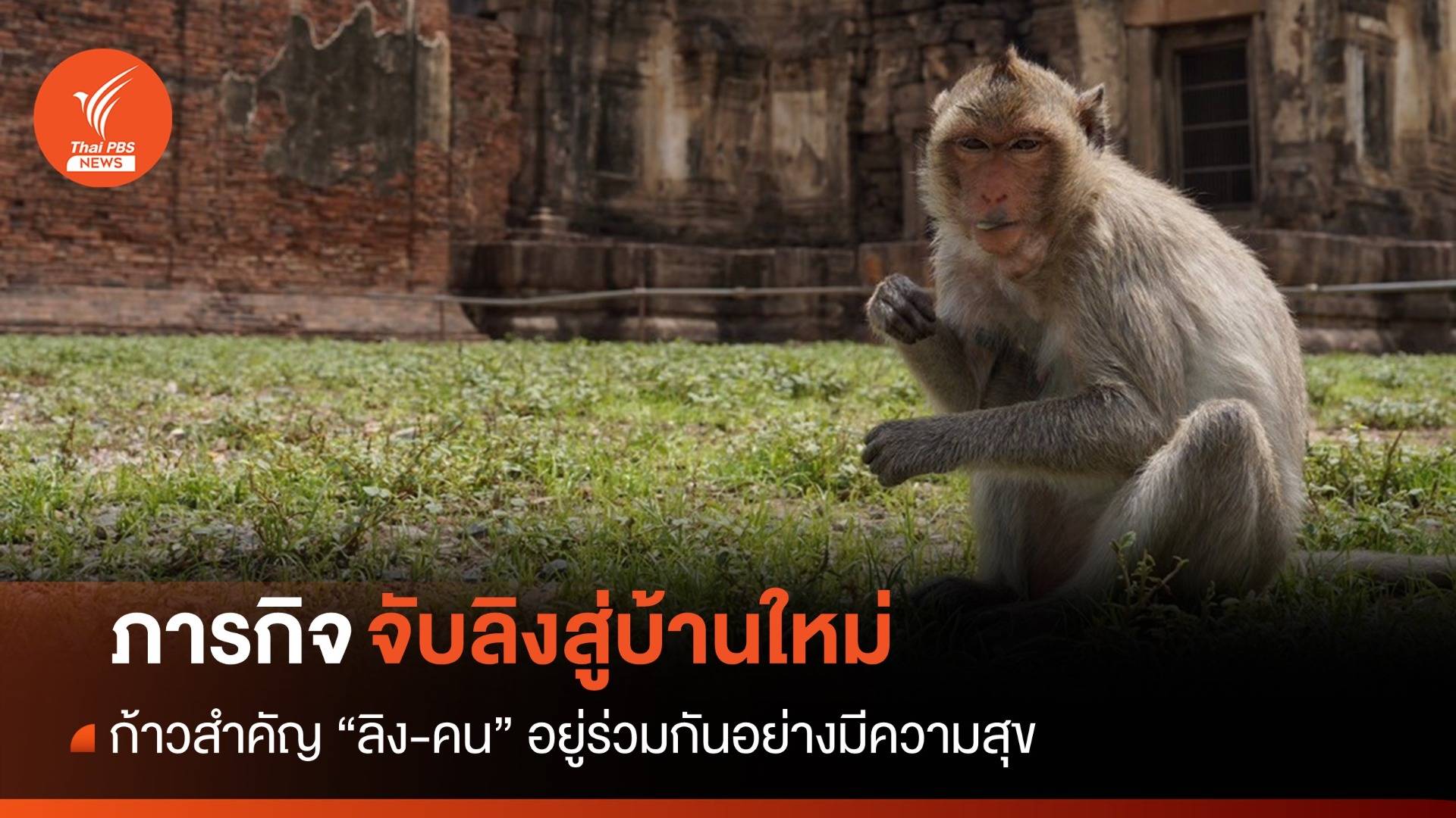 เปิดเบื้องหลัง! วันแยกย้าย "ลิง-คน" จับย้ายบ้าน ก่อนลพบุรีเป็นเมืองร้าง