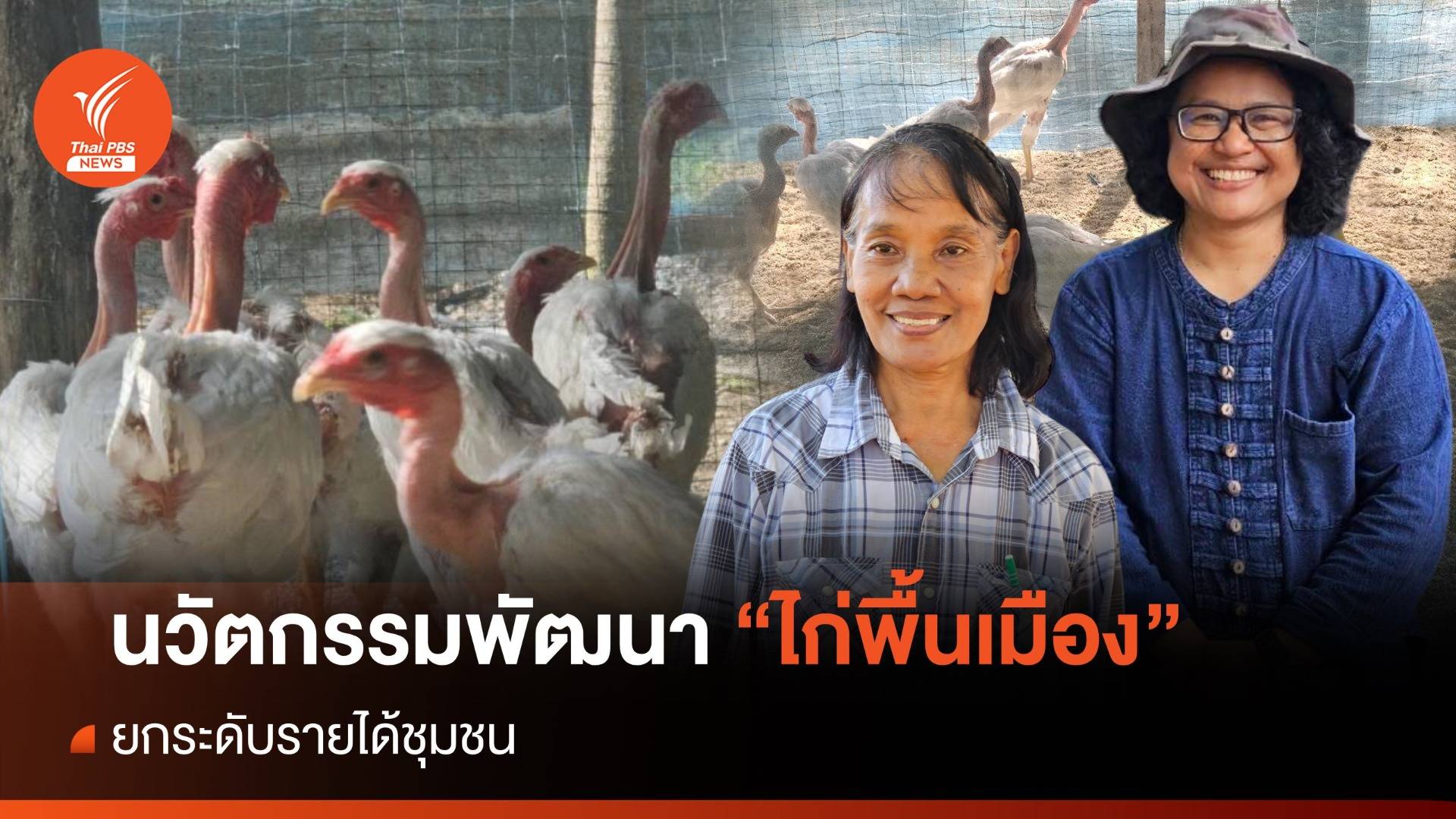 นวัตกรรมพัฒนาการผลิต “ไก่พื้นเมือง” ยกระดับรายได้ชุมชน 