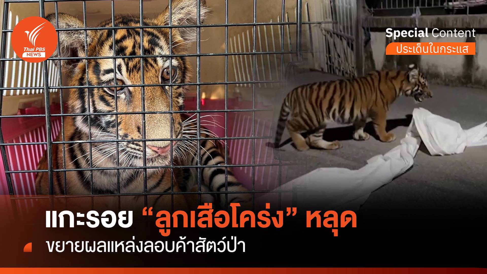 แกะรอยฟาร์มดัง สวม "สิงโต" เป็น "ลูกเสือโคร่ง"