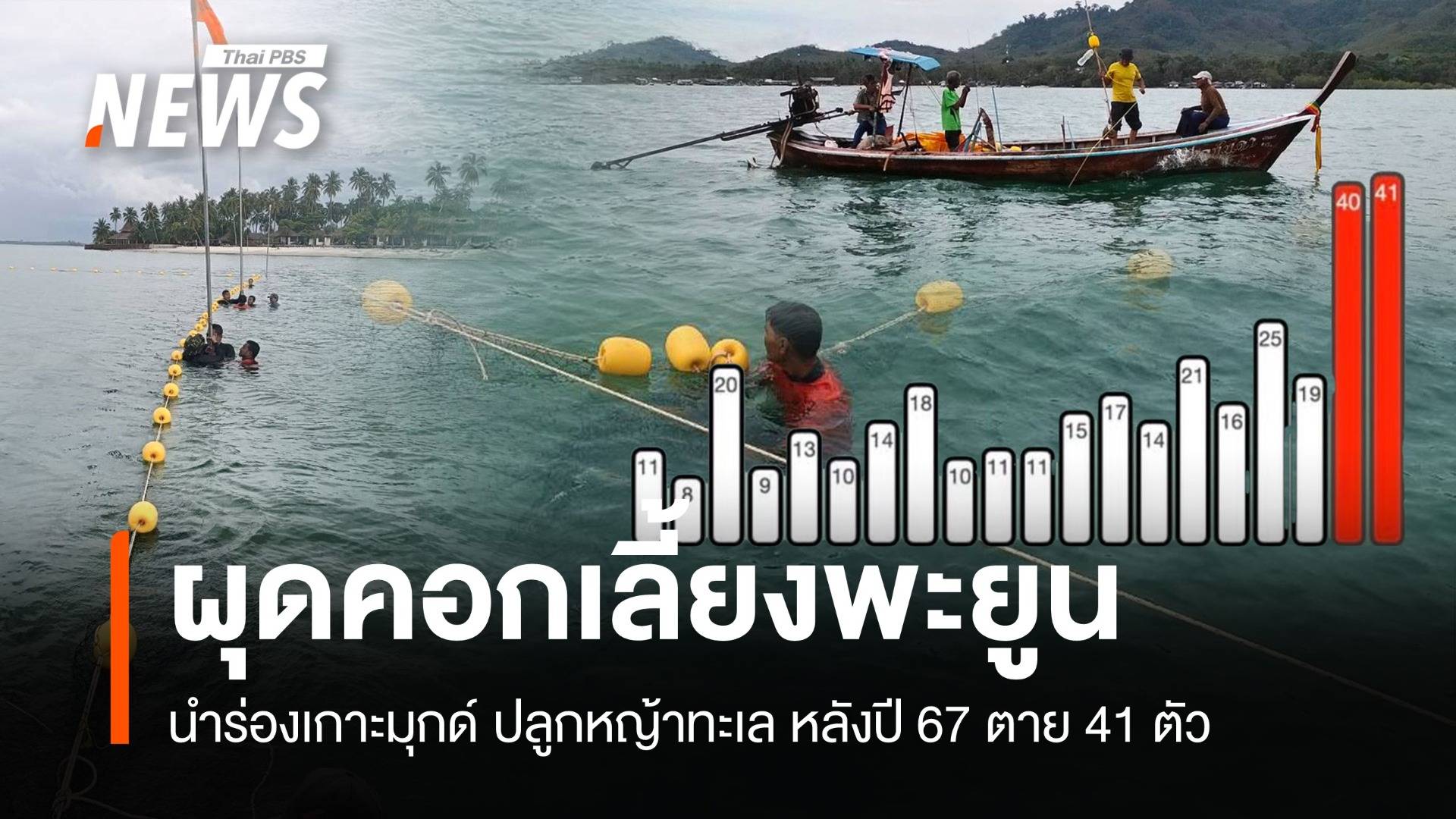 ทช.ผุดคอกทดลองเลี้ยง "พะยูน" ปลูกหญ้าทะเลนำร่องเกาะมุกด์