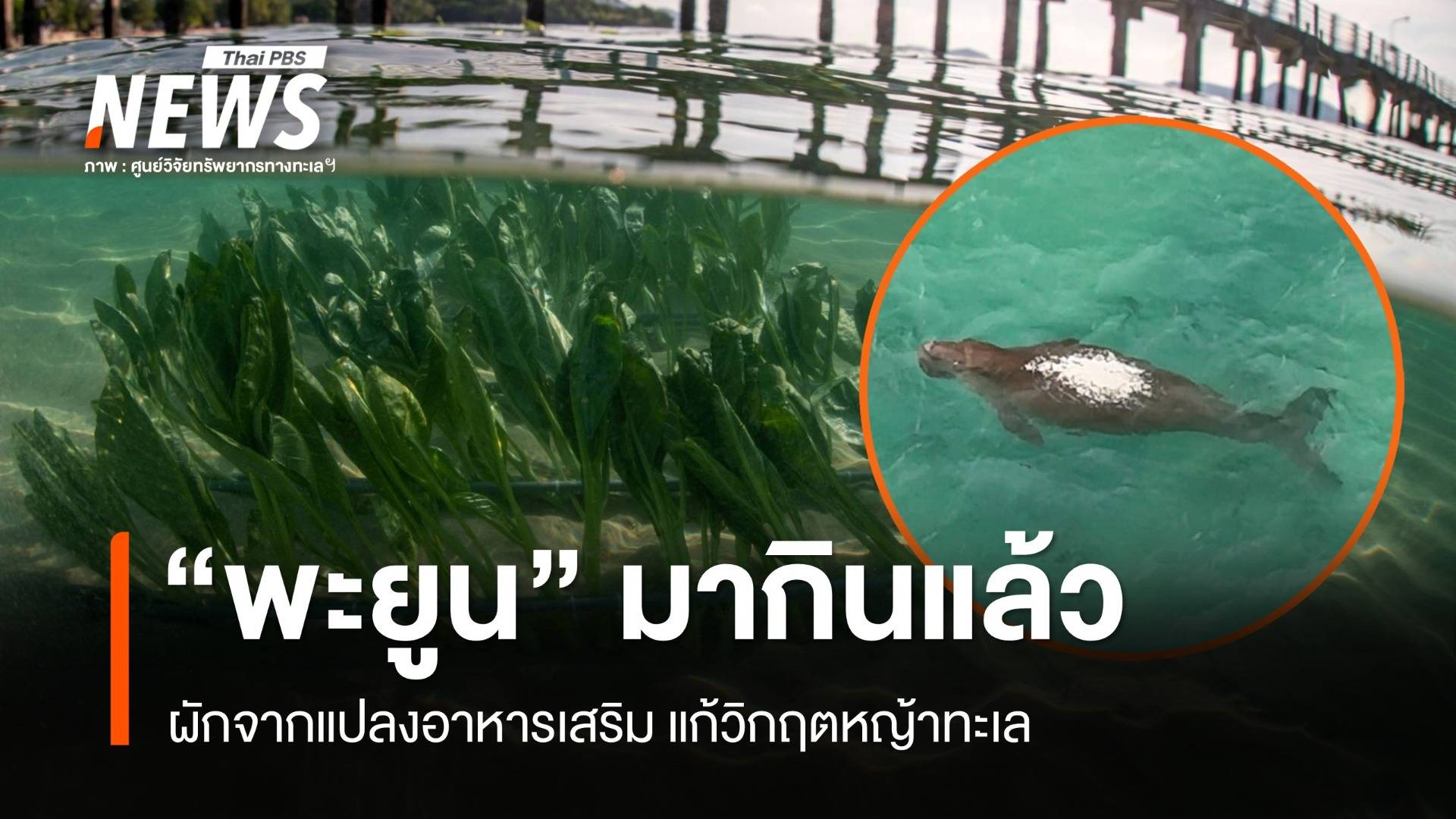 สำเร็จ! "พะยูนหลังขาว" หาดราไวย์ กินผักจากแปลงอาหารเสริม 