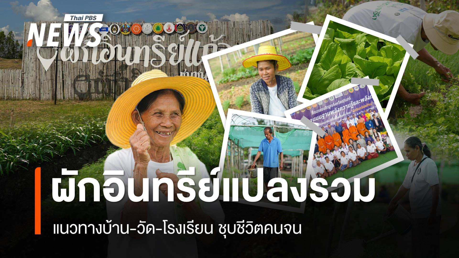 ชุบชีวิตคนจน "ผักอินทรีย์แปลงรวม" จ.สุรินทร์ ตามแนวทางบ้าน-วัด-โรงเรียน