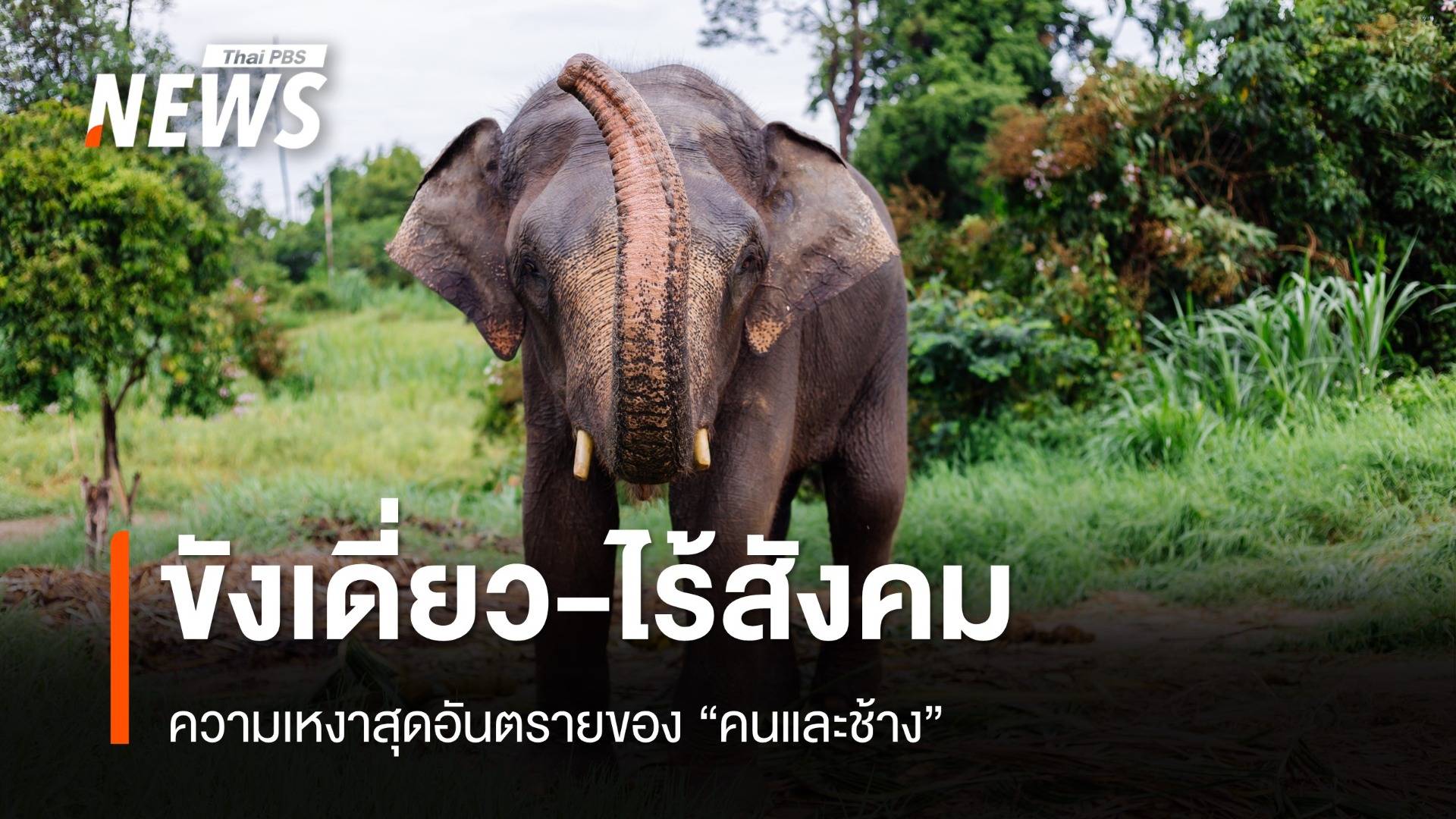 ขังเดี่ยว-ไม่มีสังคม อันตรายแค่ไหน ? ถ้าควาญต้องเข้าใกล้ "ช้าง" 