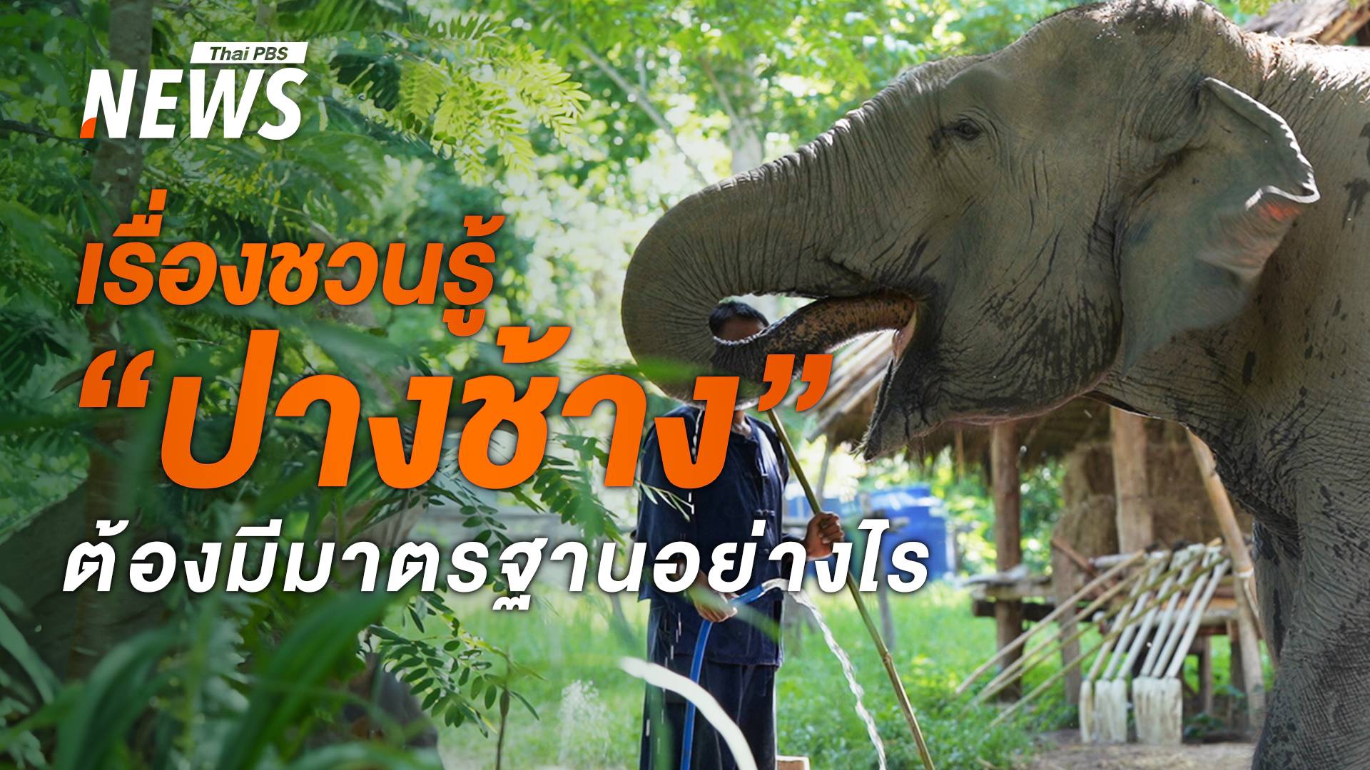 กางกฎหมายมาตรฐาน "ปางช้าง" เพื่อสวัสดิภาพช้างที่ดี