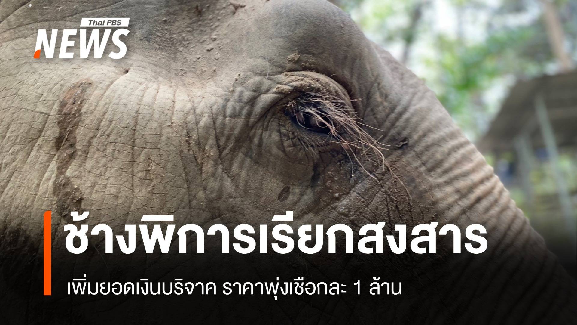 ไขคำตอบ "ช้างพิการ-ตาบอด" ซื้อขายราคาพุ่ง เพิ่มยอดบริจาค