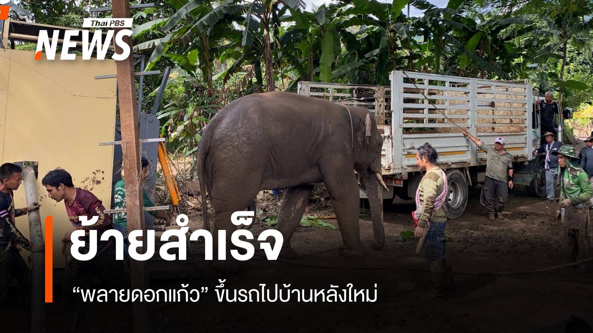 ย้ายสำเร็จ! พลายดอกแก้ว ยอมขึ้นรถมาบ้านหลังใหม่