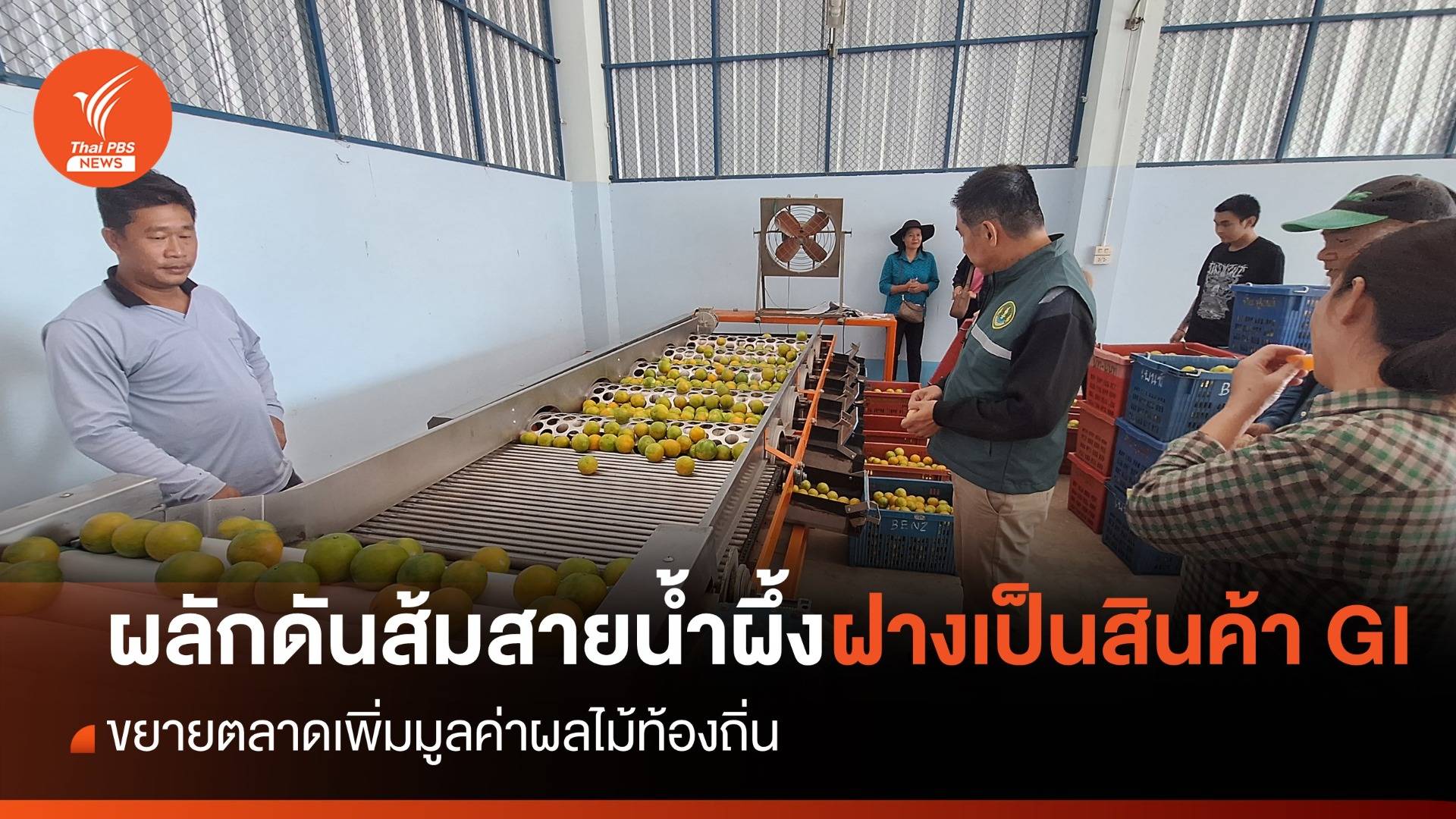 "ส้มสายน้ำผึ้งฝาง" ผลไม้มงคลจากธารน้ำพุร้อน GI เชียงใหม่