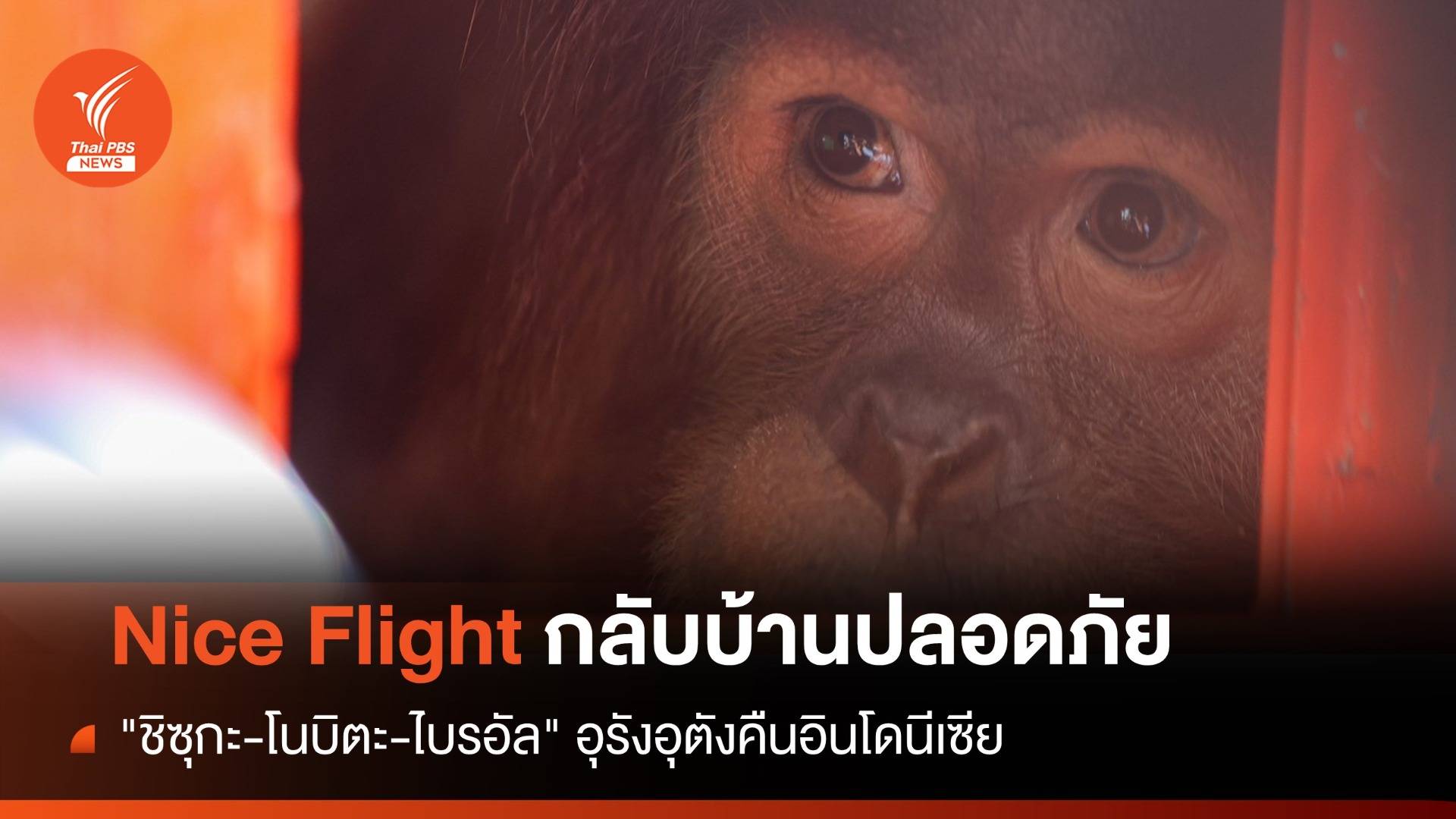 ขอให้โชคดีนะ! "ชิซุกะ-โนบิตะ-ไบรอัล" ลิงอุรังอุตังกลับบ้าน