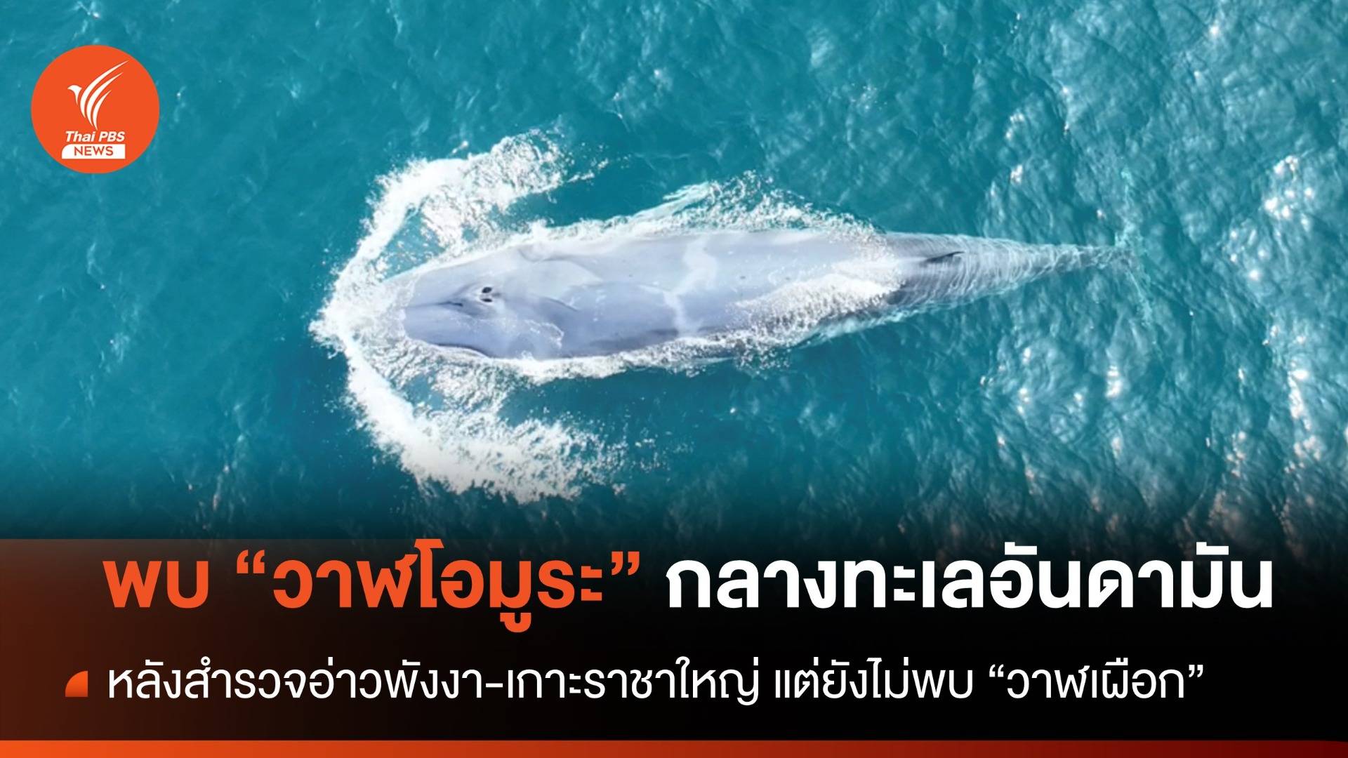 พบ "วาฬโอมูระ" 3 ครั้ง กลางทะเลอันดามัน แต่ยังไม่เจอ "วาฬเผือก"