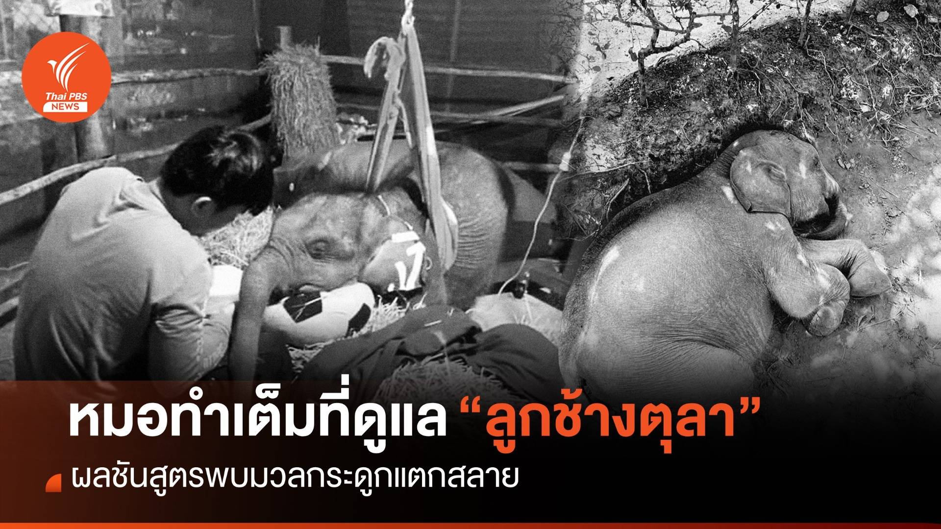 หมอทำเต็มที่ดูแลลูกช้าง "ตุลา" ผลชันสูตรพบมวลกระดูกแตกสลาย