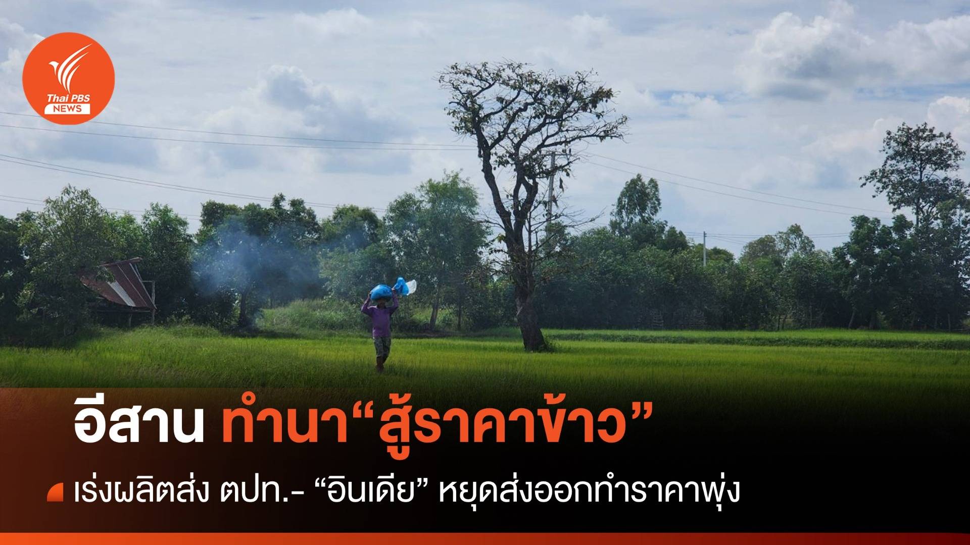 "อีสาน" หวังราคาข้าวขยับขึ้น หลังภาคกลางสูงทะลุ 12,000 บาท