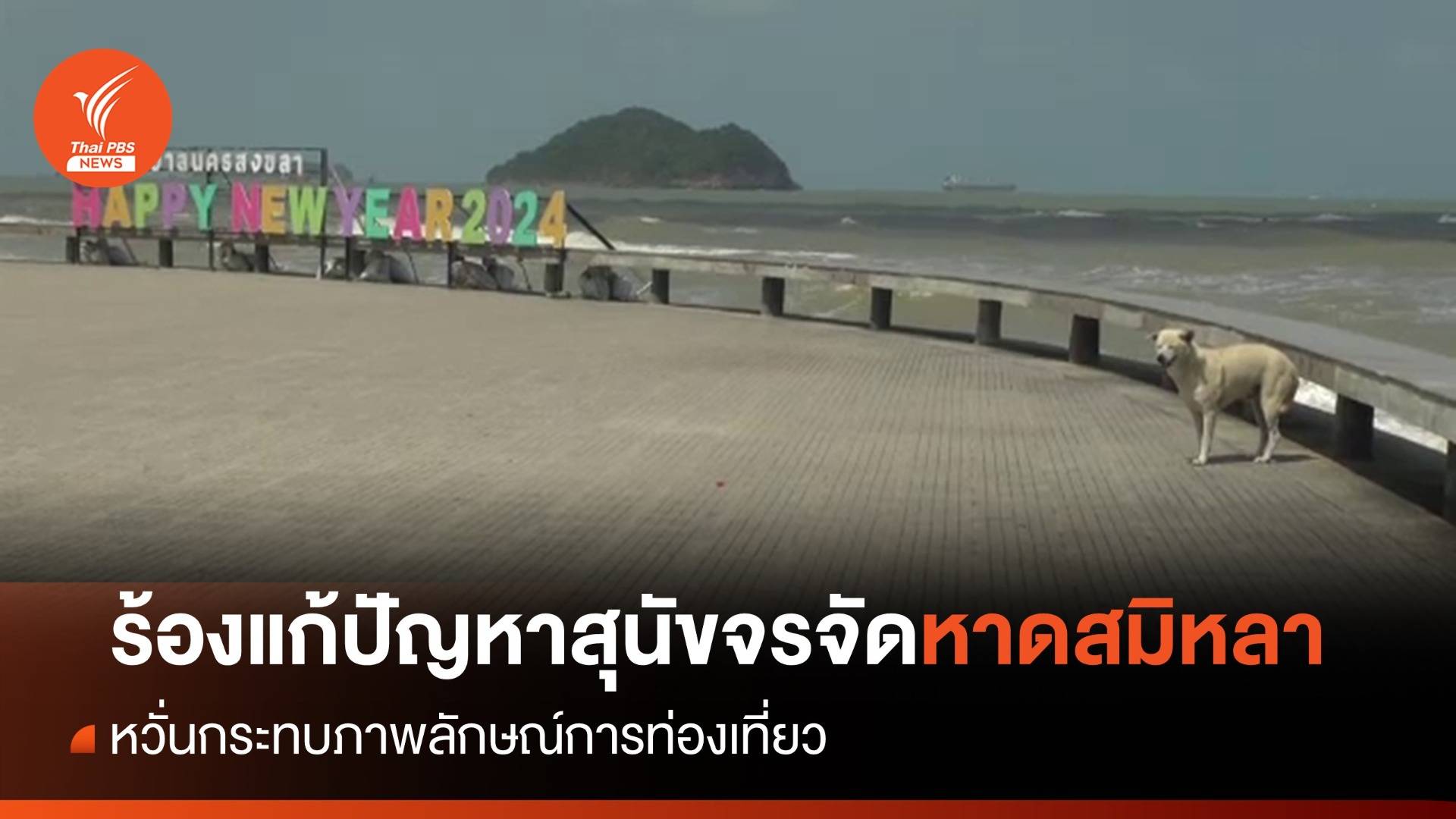 ร้องดูแลสุนัขจรจัดหาดสมิหลา หวั่นกระทบภาพลักษณ์การท่องเที่ยว