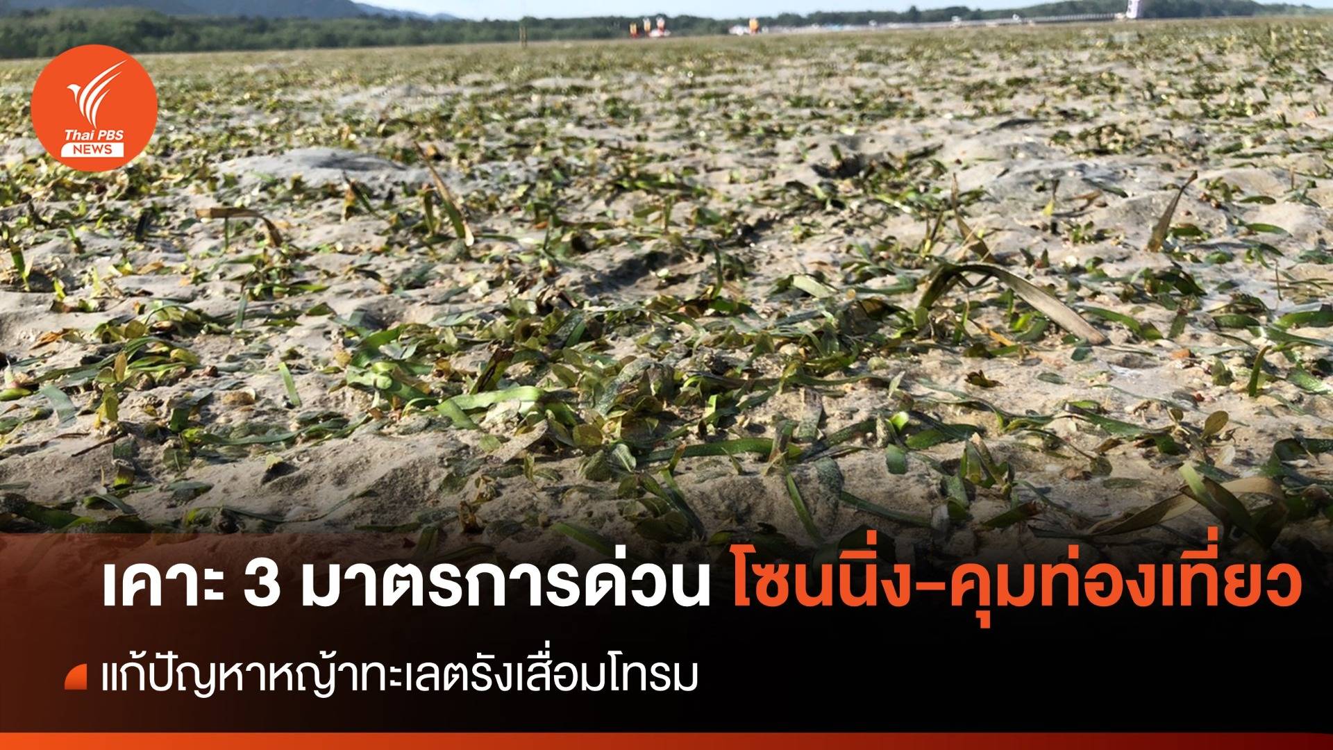 “บิ๊กป๊อด” เคาะ 3 มาตรการเร่งด่วน โซนนิ่ง-คุมท่องเที่ยว แก้หญ้าทะเลตรังเสื่อมโทรม