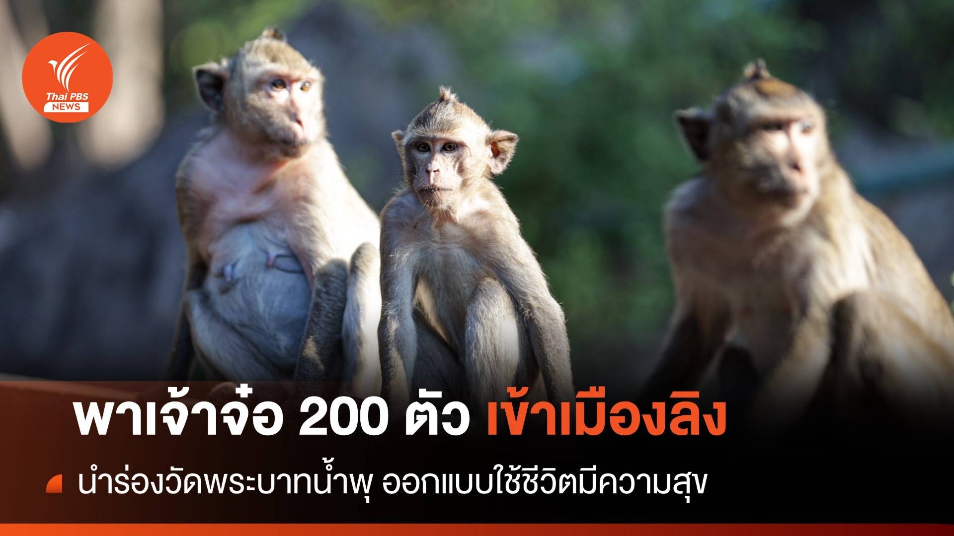 พา 200 ตัวเข้า "เมืองลิง" วัดพระบาทน้ำพุ ออกแบบใช้ชีวิตชิล