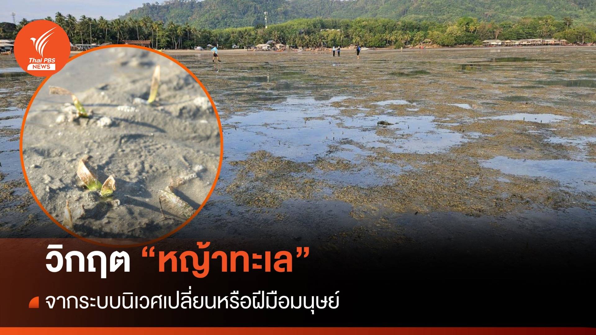 ต้นตอวิกฤต "หญ้าทะเล" จ.ตรัง ระบบนิเวศเปลี่ยน หรือ มือมนุษย์