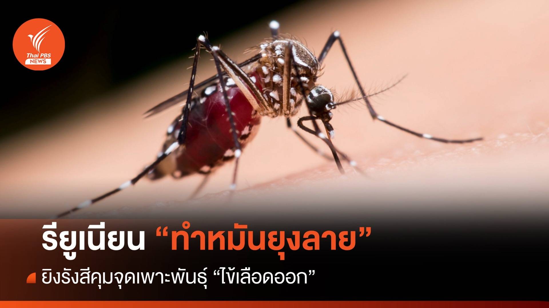 รียูเนียน "ทำหมันยุงลาย" ยิงรังสีคุมจุดเพาะพันธุ์ "ไข้เลือดออก"