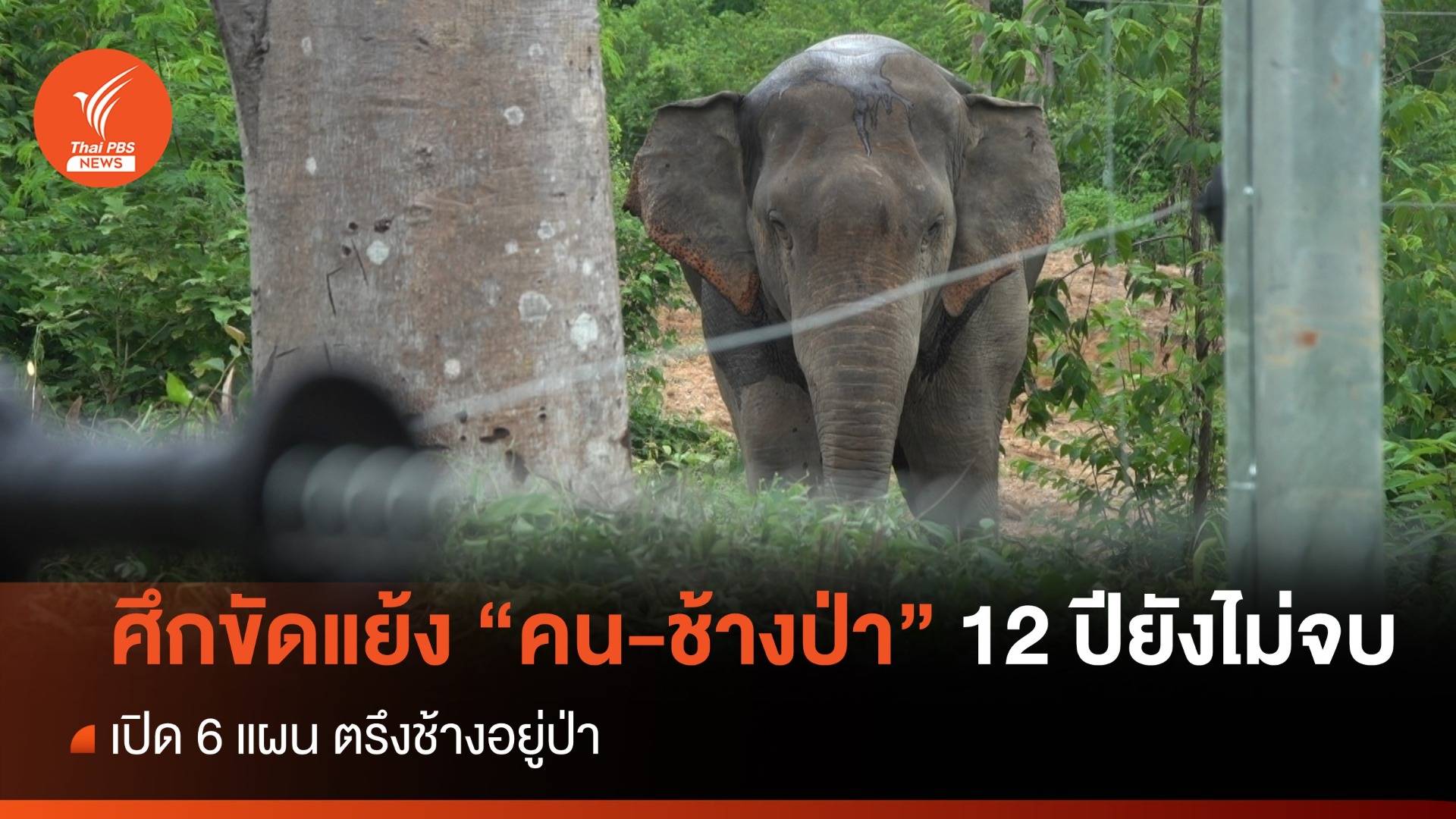 ศึกขัดแย้ง “คน-ช้างป่า” 12 ปียังไม่จบ ระยะทางอีกยาวไกล