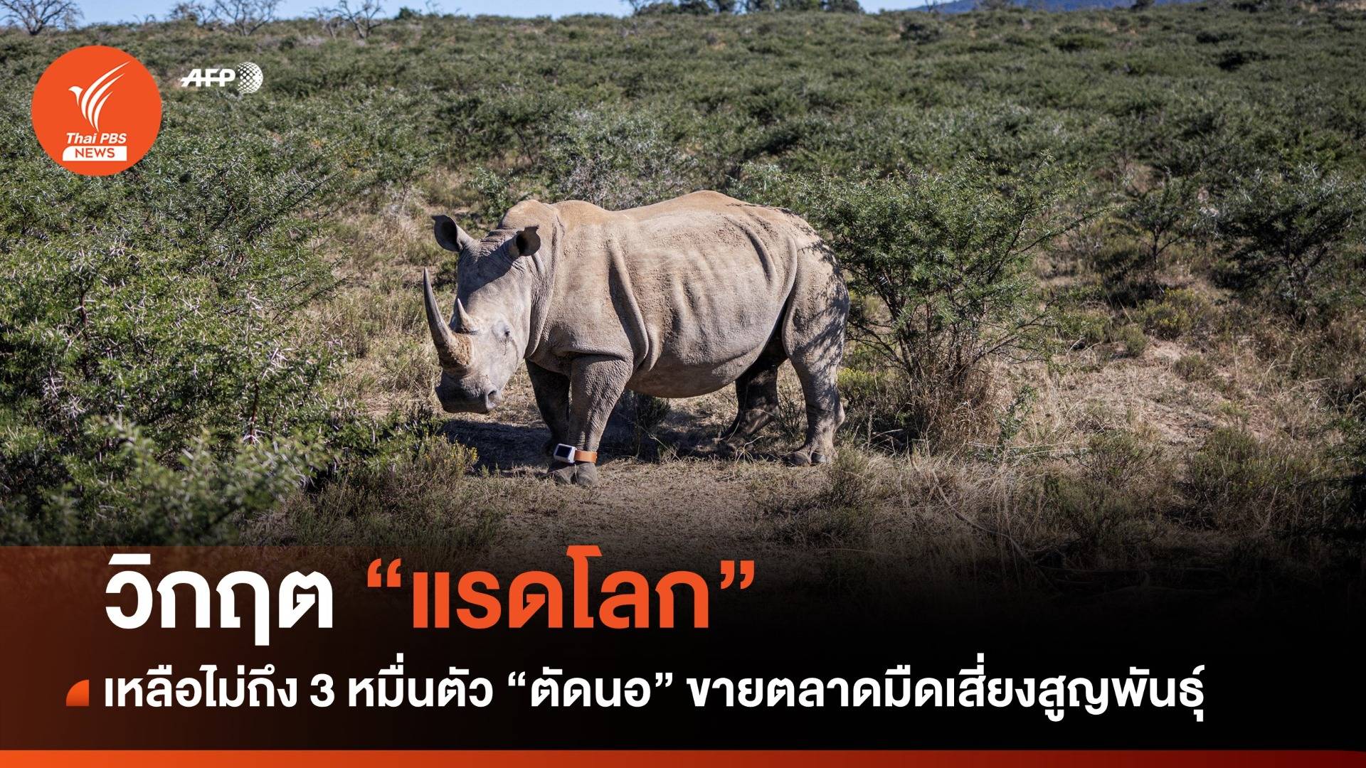 วันแรดโลก : หาคำตอบทำไม "แรดโลก" จำนวนลด - เสี่ยงสูญพันธุ์