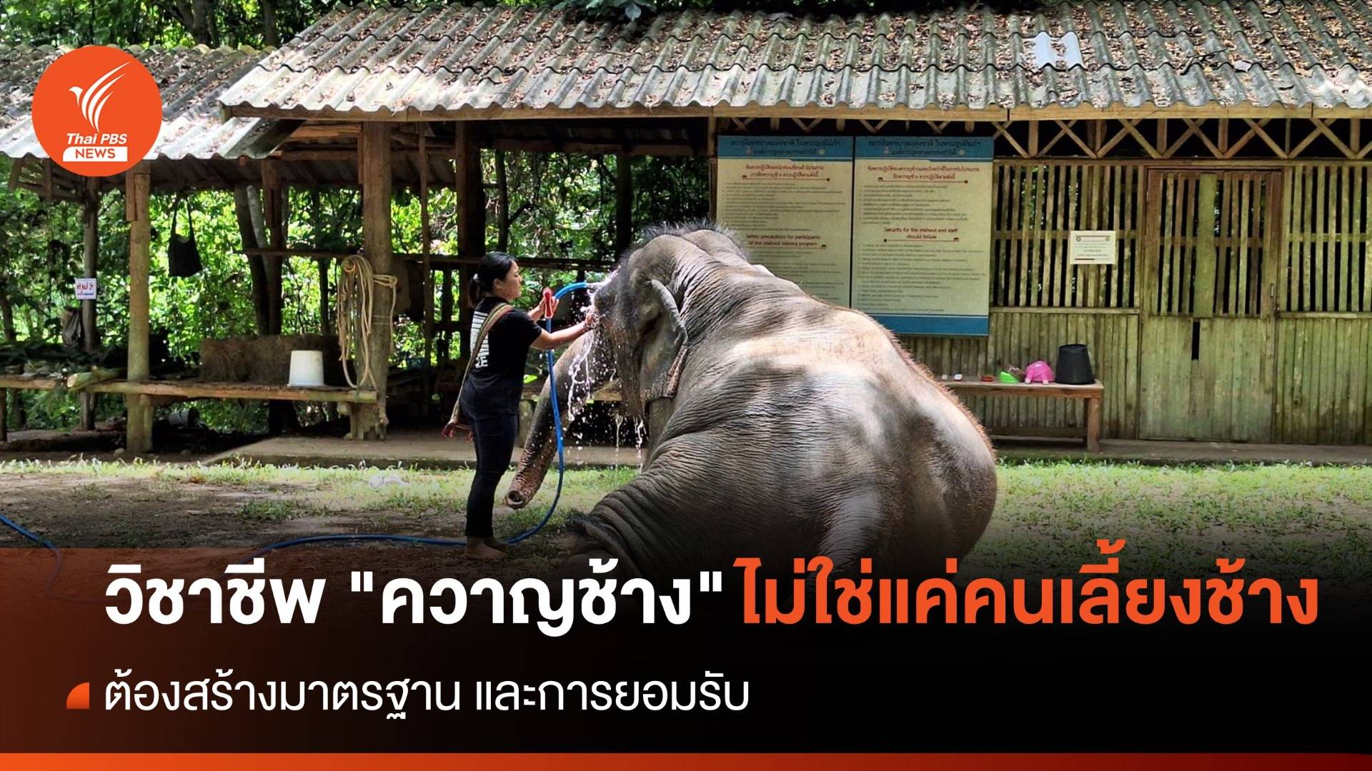 ทดสอบความรู้-ทักษะ ยกระดับ "ควาญช้าง" ครั้งแรกของโลก