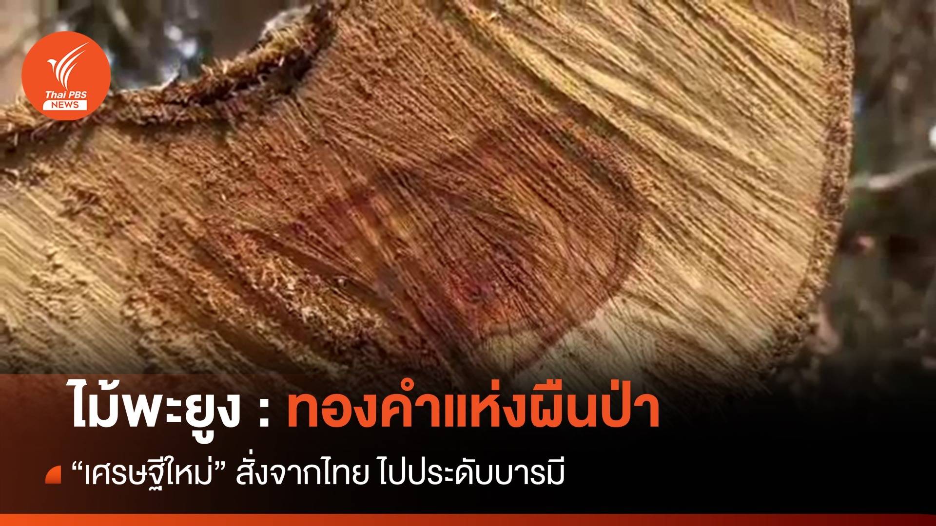 ไม้พะยูง : ทองคำแห่งผืนป่า