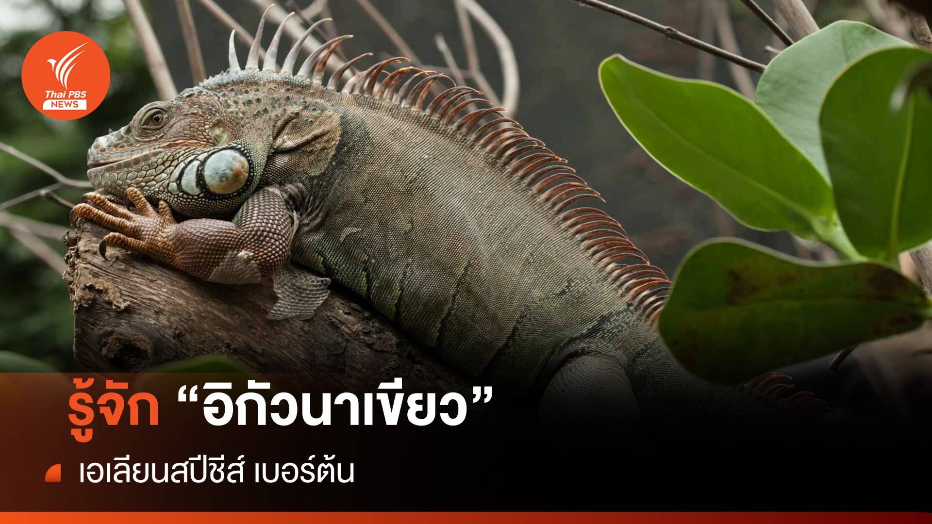 รู้จัก "อิกัวนาเขียว" เอเลียนสปีชีส์ เบอร์ต้น