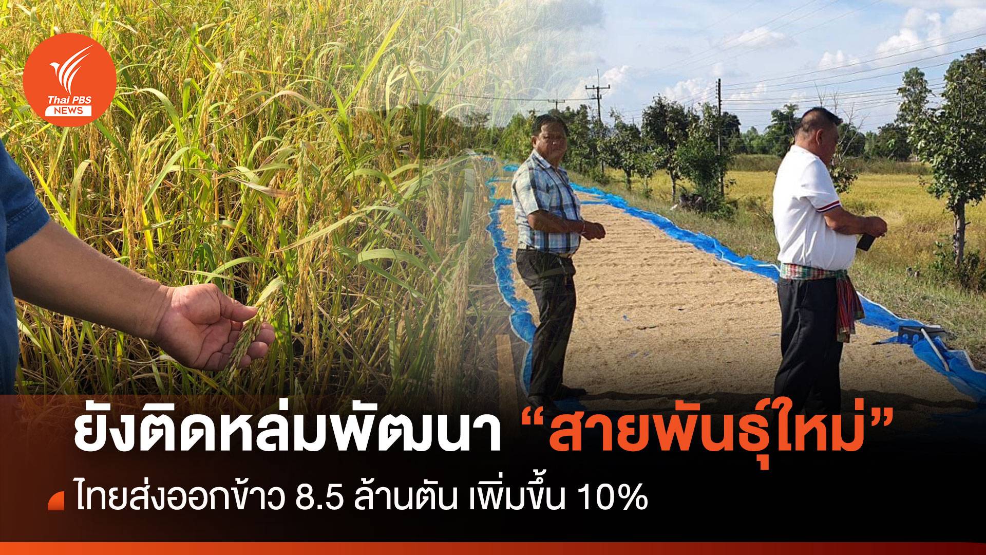 ไทยส่งออกข้าวเพิ่ม 10% ยังติดหล่มพัฒนาสายพันธุ์ใหม่ช้า