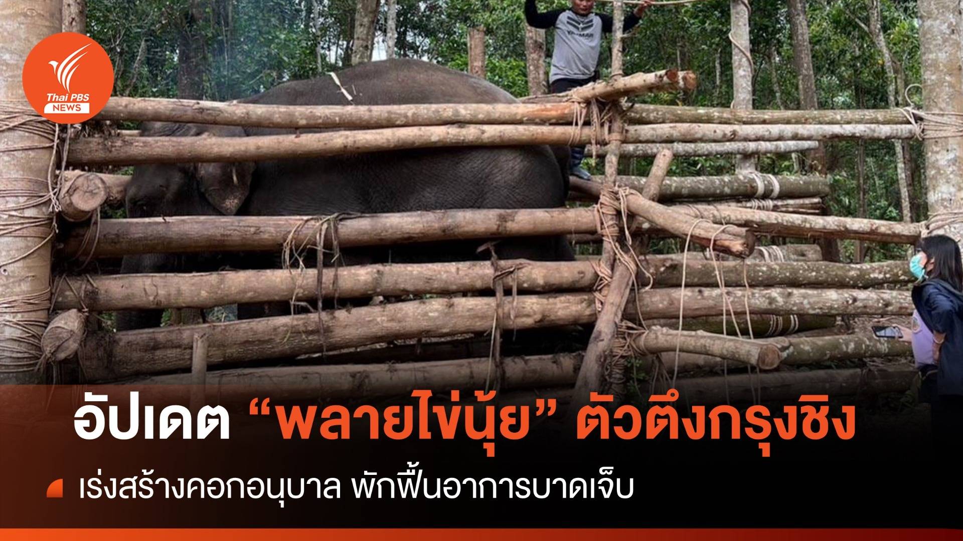 อัปเดตช้างเกเร "พลายไข่นุ้ย" ตัวตึงกรุงชิง เร่งสร้างคอกอนุบาล