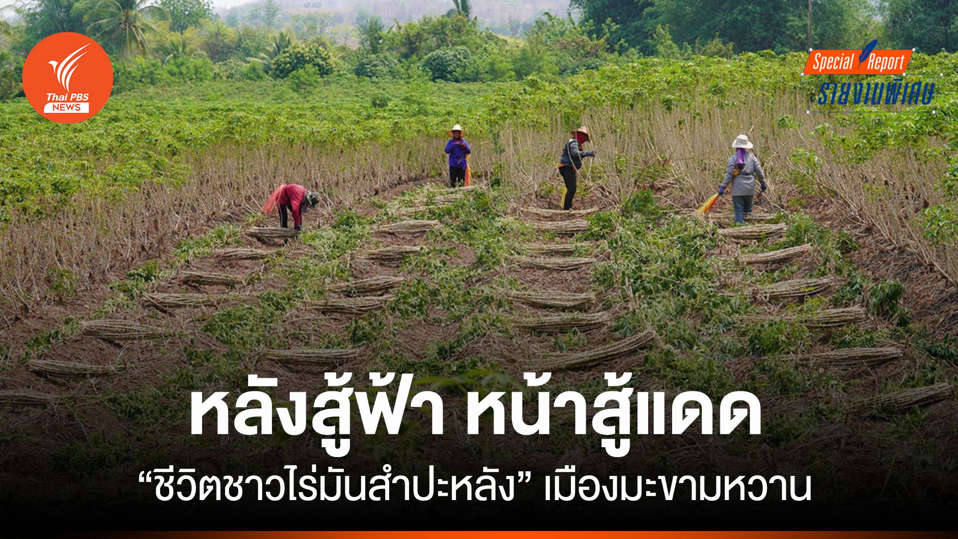 หลังสู้ฟ้า หน้าสู้แดด "ชีวิตชาวไร่มันสำปะหลัง" เมืองมะขามหวาน