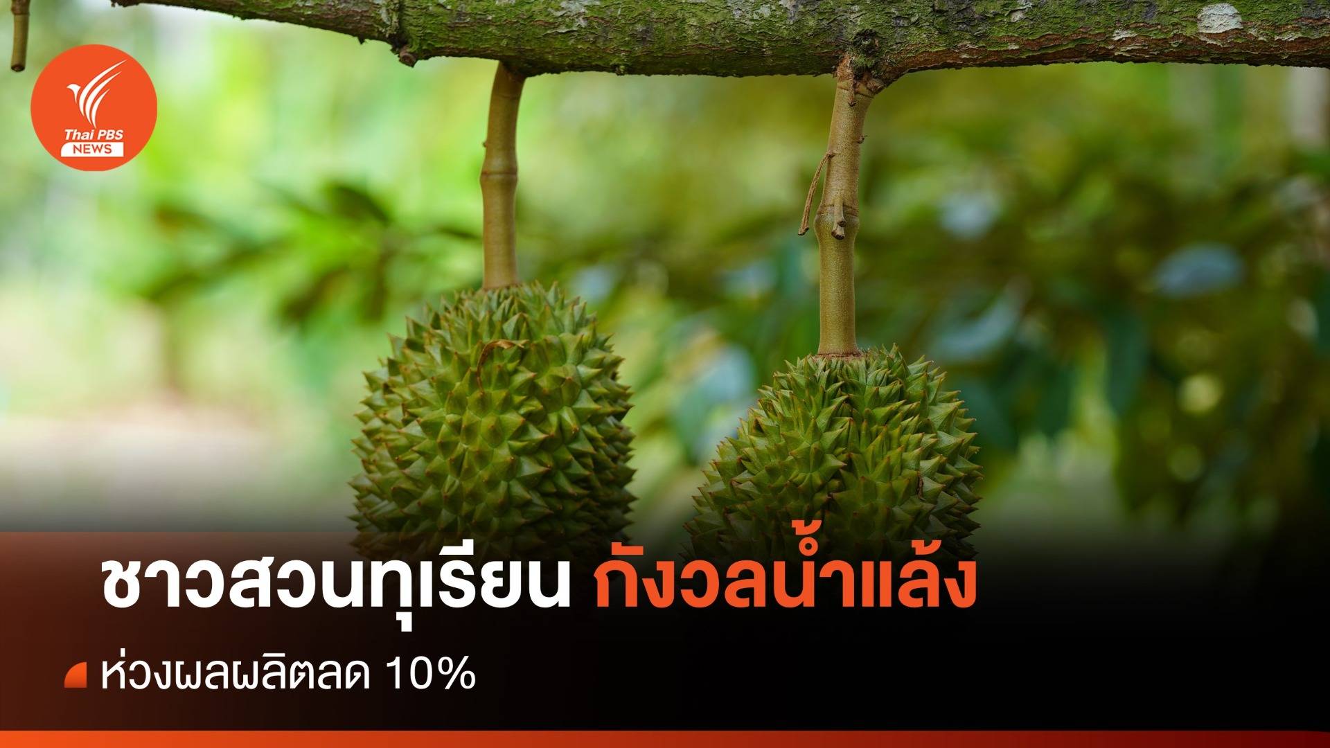 ชาวสวนระยองกังวล "น้ำแล้ง" กระทบผลผลิตทุเรียนลด 10%