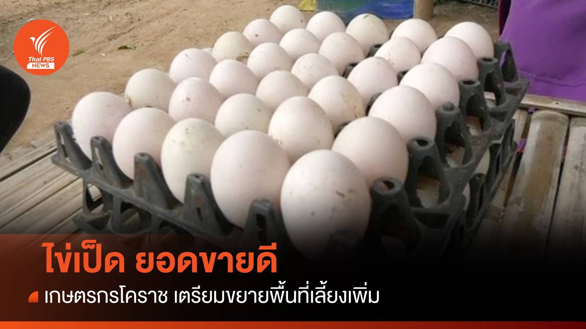 "ไข่ไก่" แพง คนหันซื้อ "ไข่เป็ด" ยอดขายดีจนเกษตรกรโคราชอยากเลี้ยงเพิ่ม