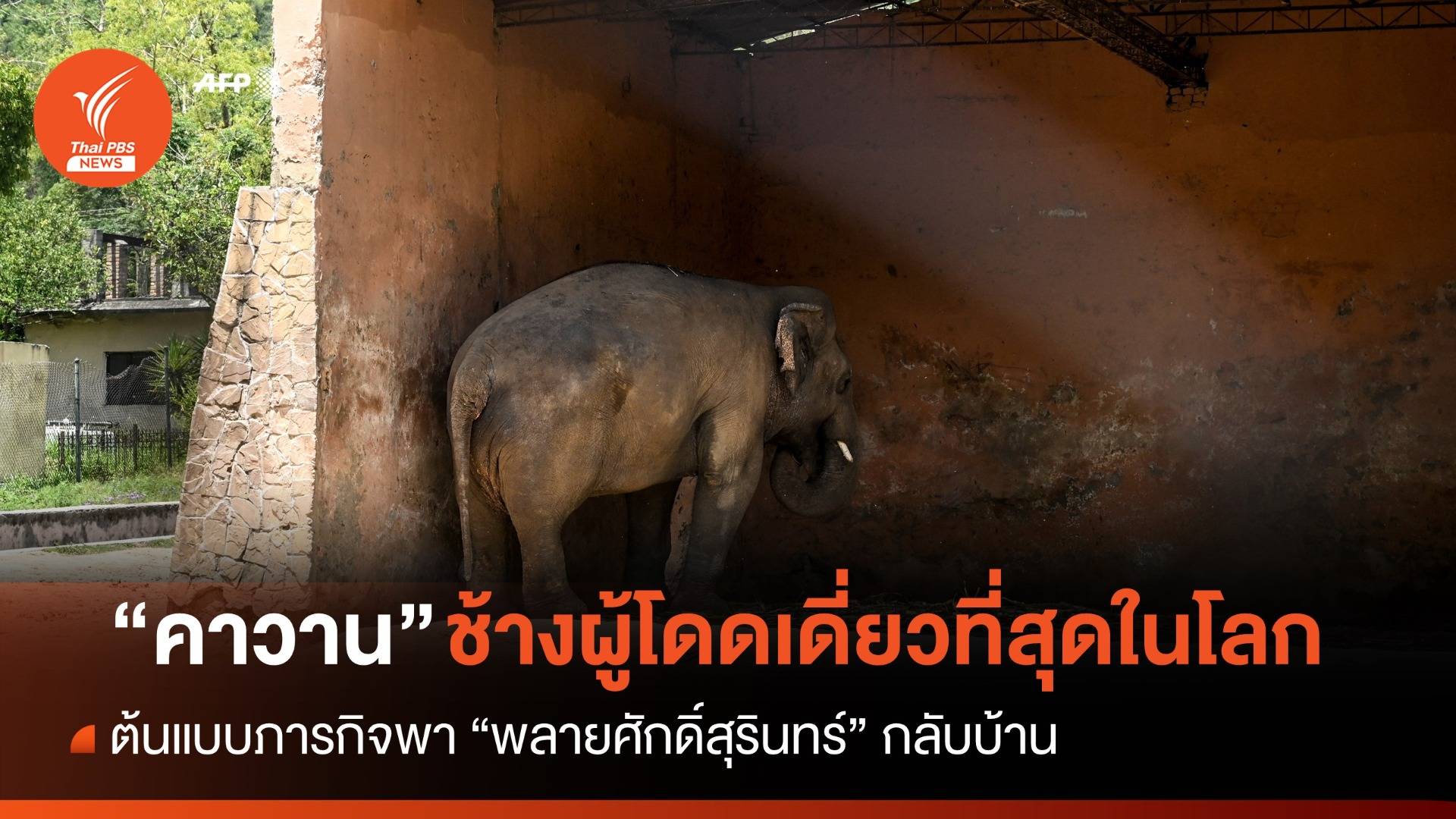 ย้อนรอยปฏิบัติการบินข้ามประเทศ "คาวาน ช้างผู้โดดเดี่ยวที่สุดในโลก"