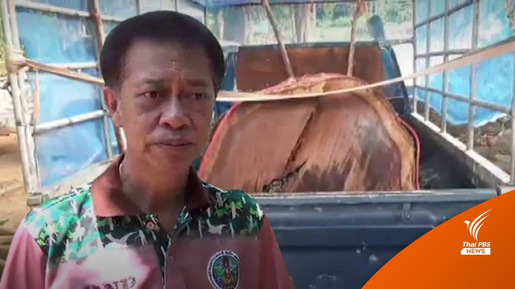 หน.สวนพฤกษศาสตร์ดงมะอี่ ปัดเอี่ยวปล้นไม้พะยูง