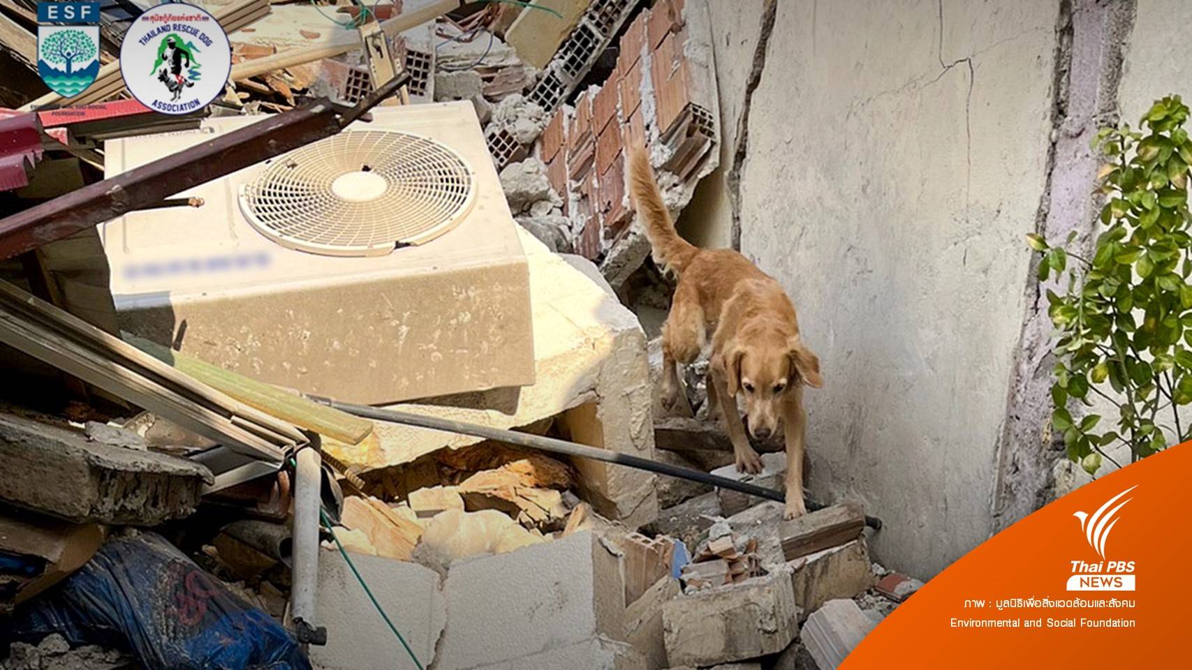 ทั่วโลกส่ง "กู้ภัยสี่ขา" ตะลุยภารกิจค้นหาผู้ประสบภัยที่ตุรกี